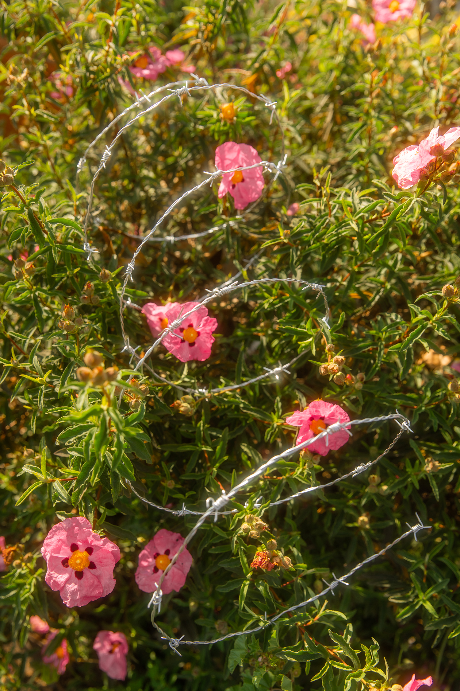 9 - Thorn Bush - e0e7bb18-af2d-4688-88e6-e54ea1c8862f.jpg